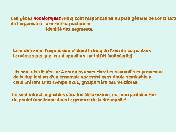 Les gènes homéotiques (Hox) sont responsables du plan général de constructio (Hox) sont responsables
