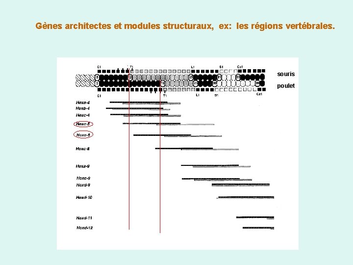 Gènes architectes et modules structuraux, ex: les régions vertébrales. souris poulet 