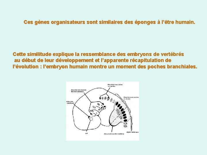 Ces gènes organisateurs sont similaires des éponges à l’être humain. Cette similitude explique la