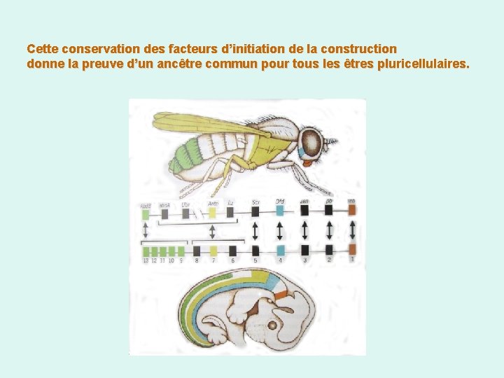 Cette conservation des facteurs d’initiation de la construction donne la preuve d’un ancêtre commun