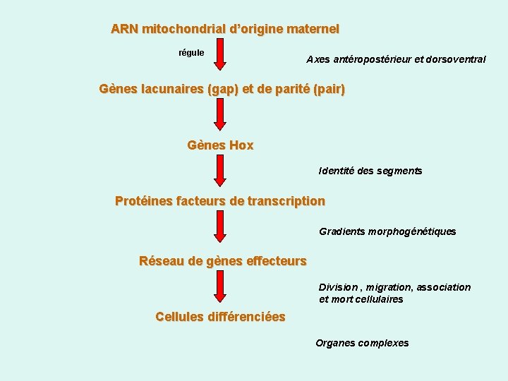 ARN mitochondrial d’origine maternel régule Axes antéropostérieur et dorsoventral Gènes lacunaires (gap) et de