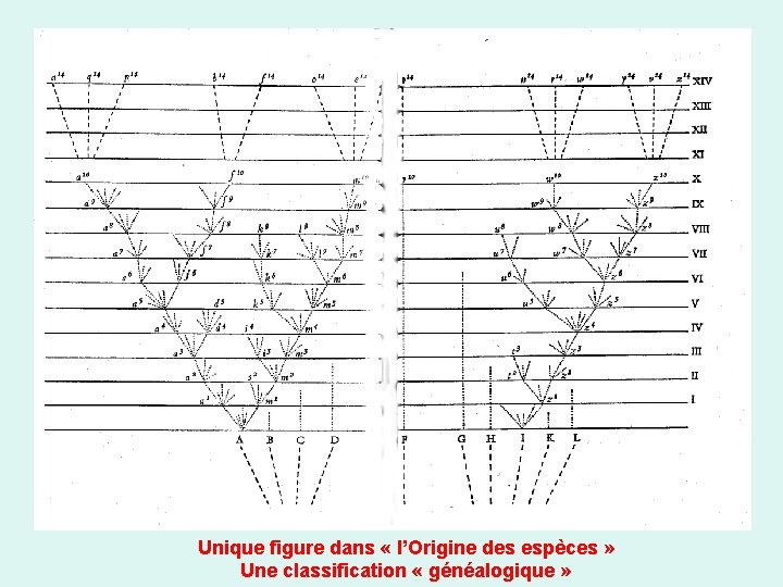 Unique figure dans « l’Origine des espèces » Une classification « généalogique » 