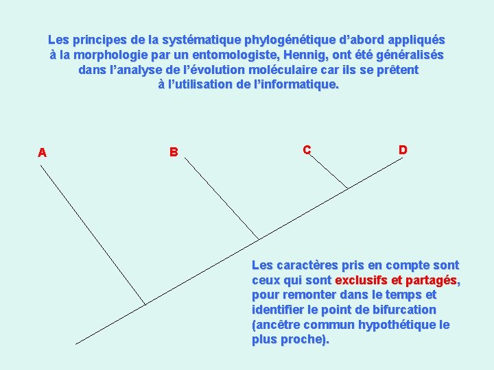 Les principes de la systématique phylogénétique d’abord appliqués à la morphologie par un entomologiste,