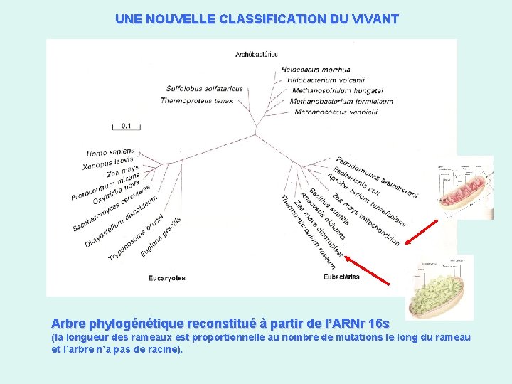 UNE NOUVELLE CLASSIFICATION DU VIVANT Arbre phylogénétique reconstitué à partir de l’ARNr 16 s