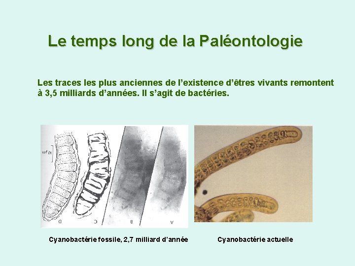 Le temps long de la Paléontologie Les traces les plus anciennes de l’existence d’êtres