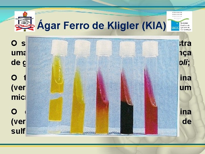 Ágar Ferro de Kligler (KIA) O segundo tubo a partir da esquerda mostra uma