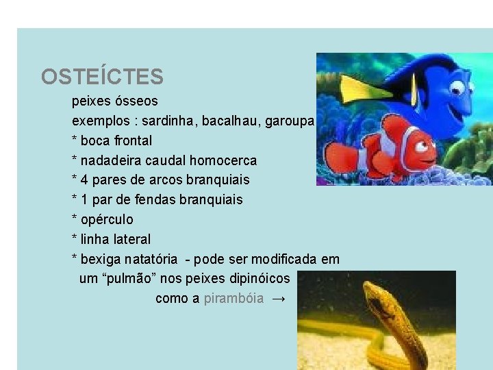 OSTEÍCTES peixes ósseos exemplos : sardinha, bacalhau, garoupa * boca frontal * nadadeira caudal