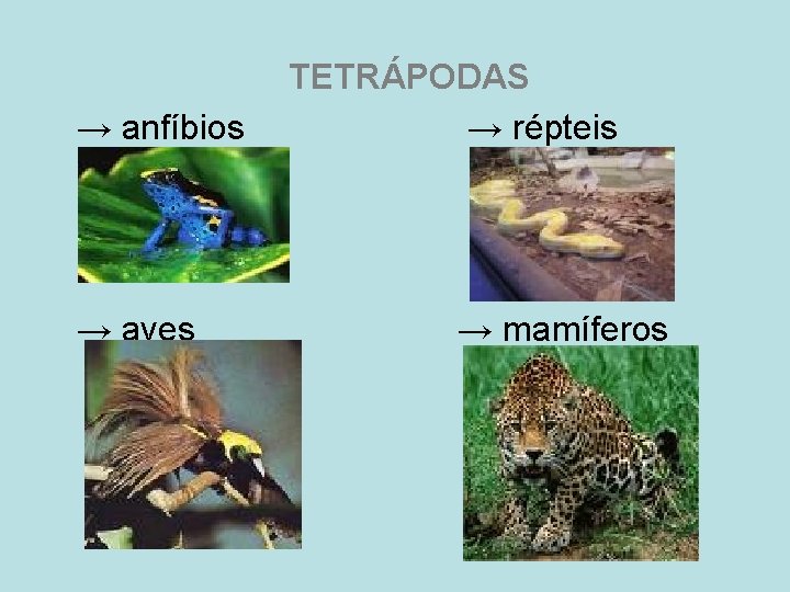 → anfíbios → aves TETRÁPODAS → répteis → mamíferos 