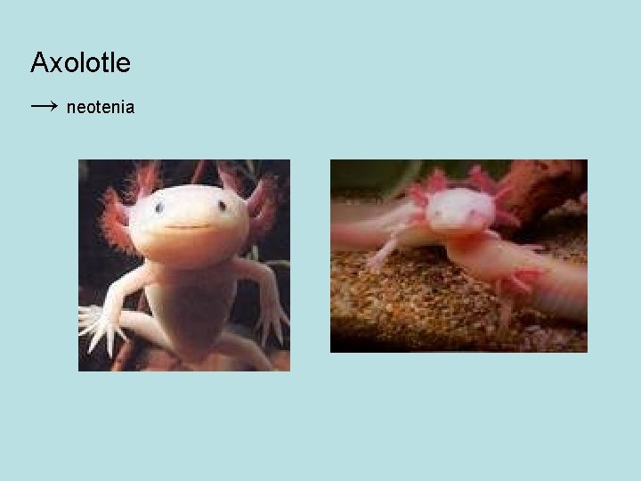 Axolotle → neotenia 