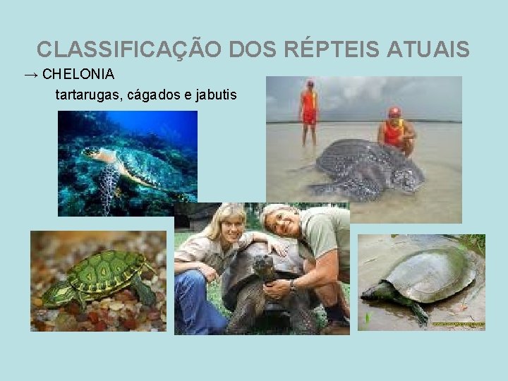 CLASSIFICAÇÃO DOS RÉPTEIS ATUAIS → CHELONIA tartarugas, cágados e jabutis 