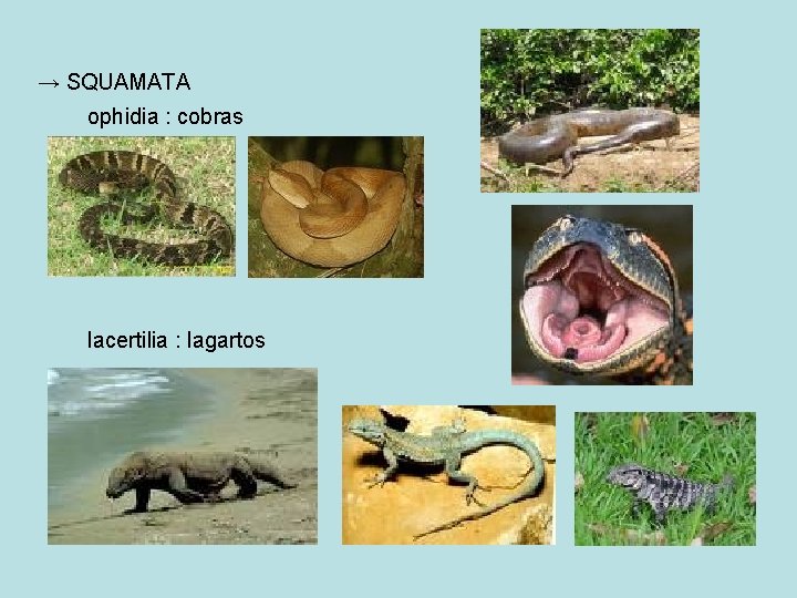 → SQUAMATA ophidia : cobras lacertilia : lagartos 
