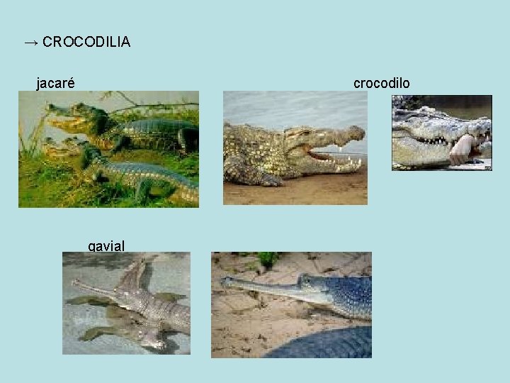 → CROCODILIA jacaré crocodilo gavial 