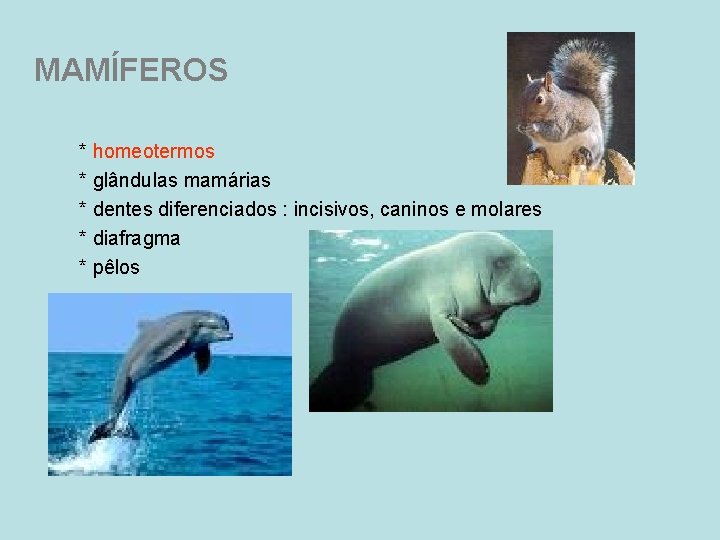 MAMÍFEROS * homeotermos * glândulas mamárias * dentes diferenciados : incisivos, caninos e molares