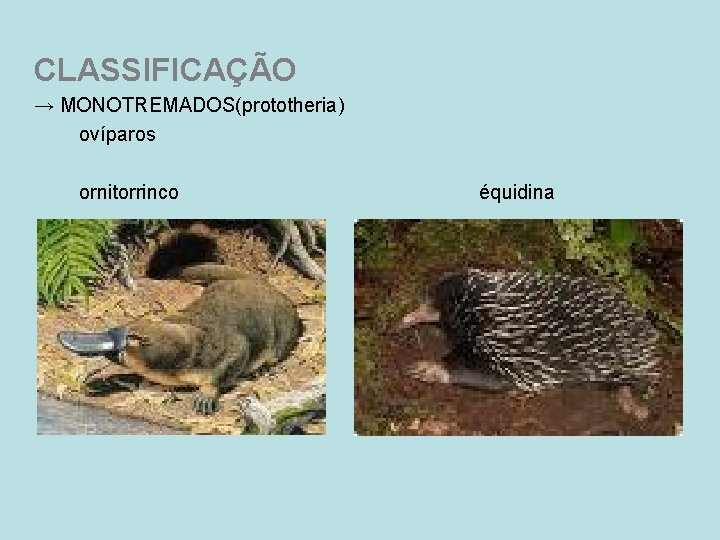 CLASSIFICAÇÃO → MONOTREMADOS(prototheria) ovíparos ornitorrinco équidina 