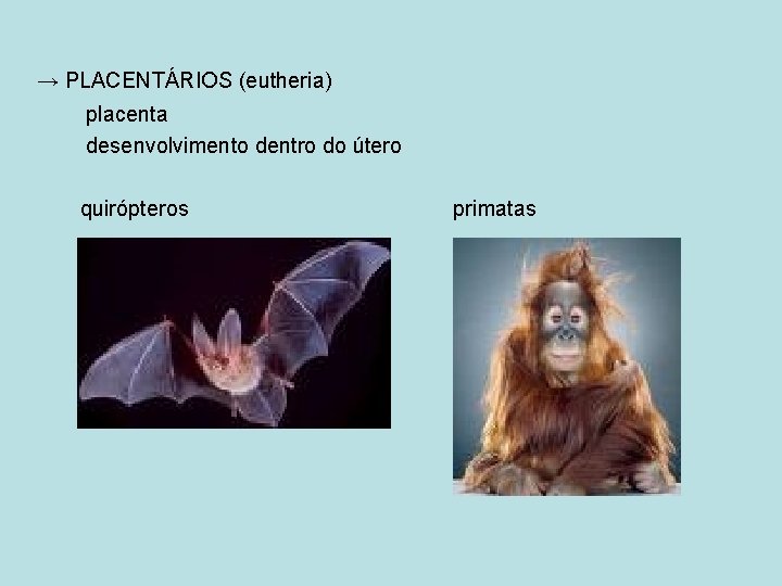 → PLACENTÁRIOS (eutheria) placenta desenvolvimento dentro do útero quirópteros primatas 