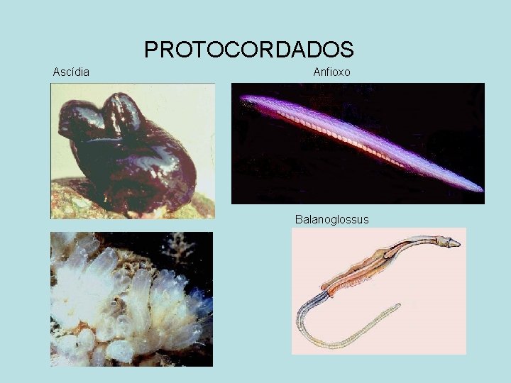 PROTOCORDADOS Ascídia Anfioxo Balanoglossus 