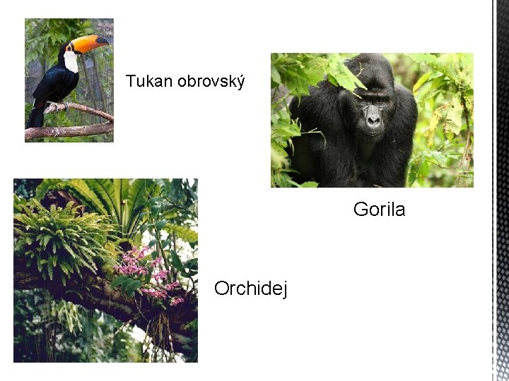 Tukan obrovský Gorila Orchidej 