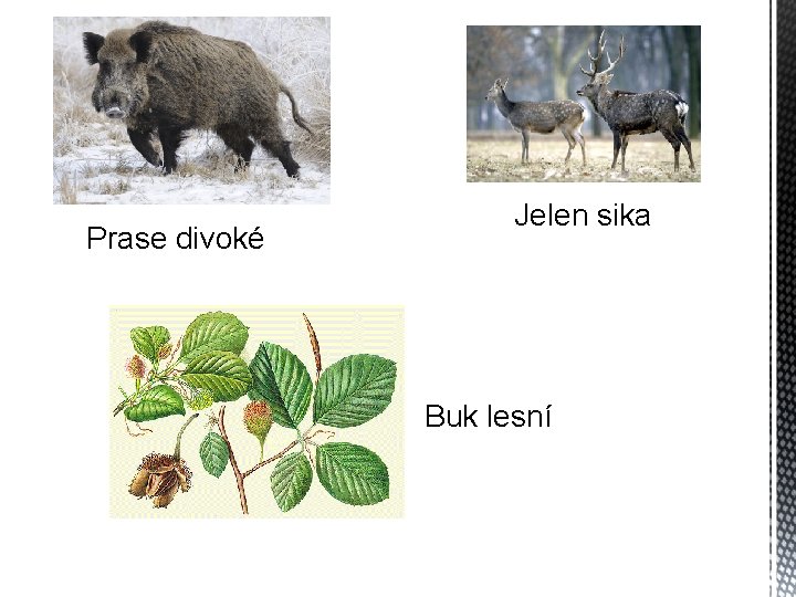 Prase divoké Jelen sika Buk lesní 