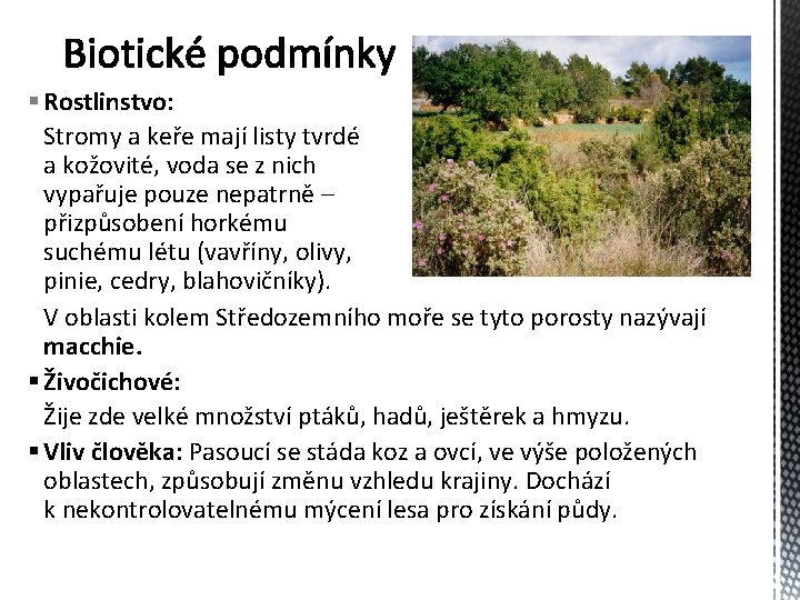 § Rostlinstvo: Stromy a keře mají listy tvrdé a kožovité, voda se z nich