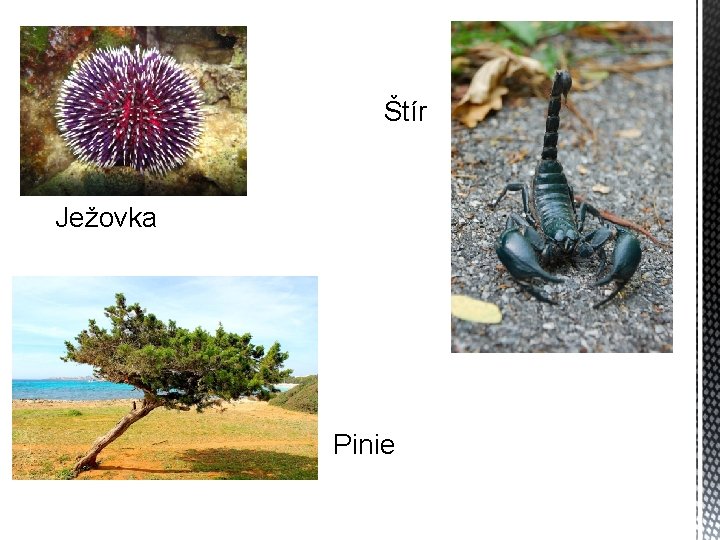 Štír Ježovka Pinie 