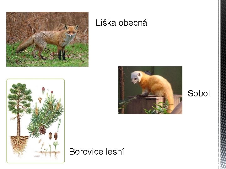Liška obecná Sobol Borovice lesní 