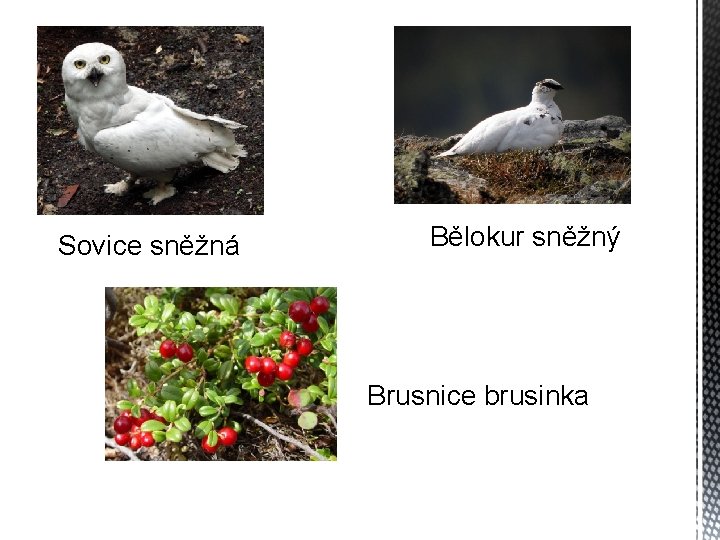 Sovice sněžná Bělokur sněžný Brusnice brusinka 