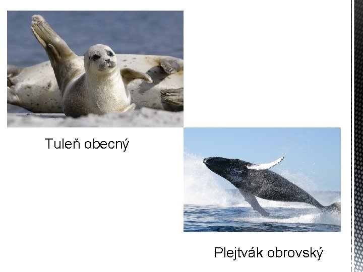 Tuleň obecný Plejtvák obrovský 