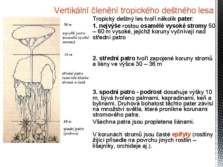 Vertikální členění tropického deštného lesa Tropický deštný les tvoří několik pater: 1. nejvýše rostou