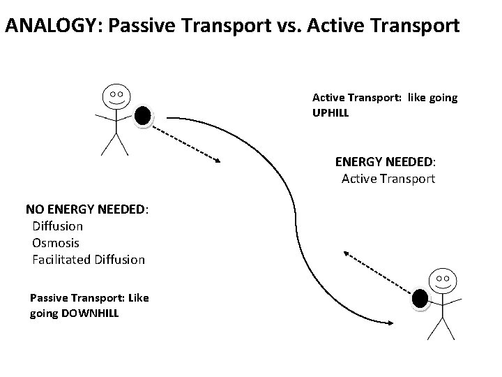 ANALOGY: Passive Transport vs. Active Transport: like going UPHILL ENERGY NEEDED: Active Transport NO