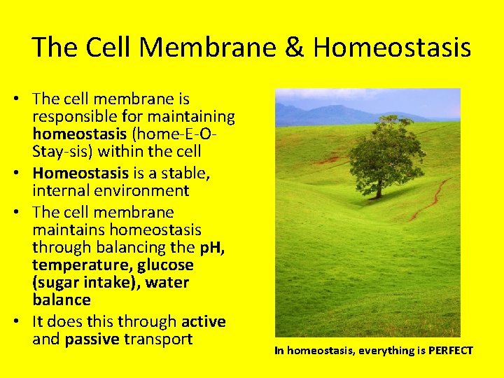 The Cell Membrane & Homeostasis • The cell membrane is responsible for maintaining homeostasis