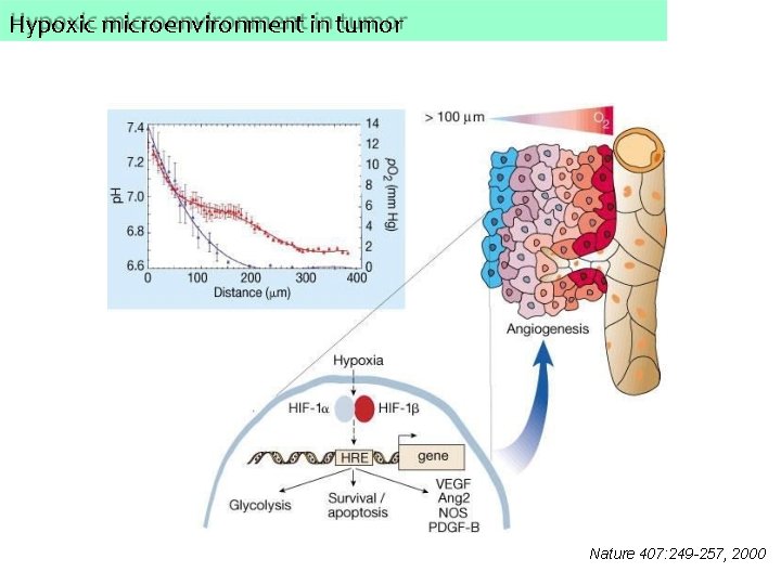 Hypoxic microenvironment in tumor Nature 407: 249 -257, 2000 