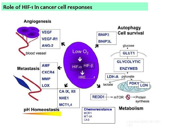 Role of HIF-1 in cancer cell responses Chemoresistance MDR 1 MT-IIA CA 9 J