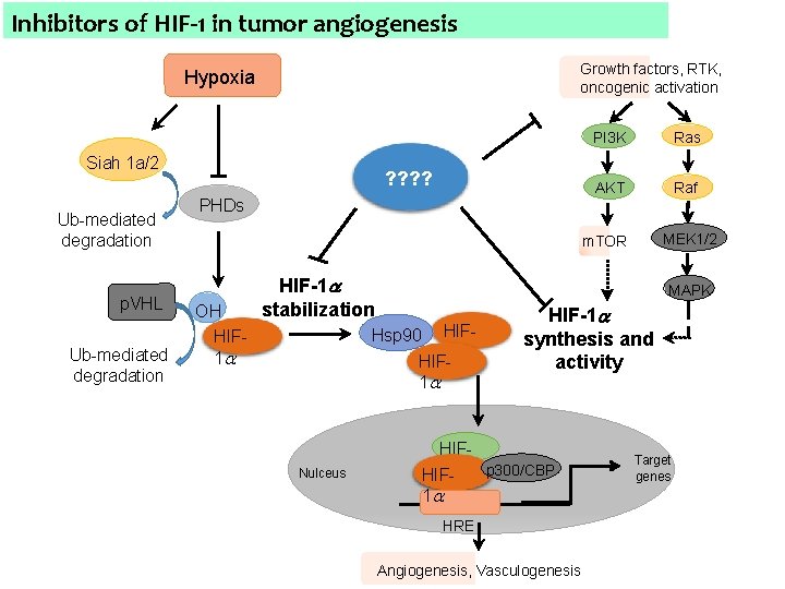 Inhibitors of HIF-1 in tumor angiogenesis Growth factors, RTK, oncogenic activation Hypoxia Siah 1