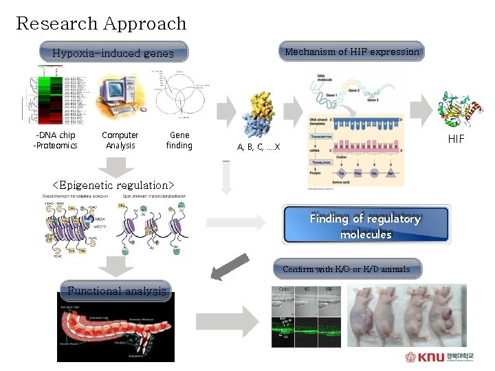 Research Approach Mechanism of HIF expression Hypoxia-induced genes -DNA chip -Proteomics Computer Analysis Gene
