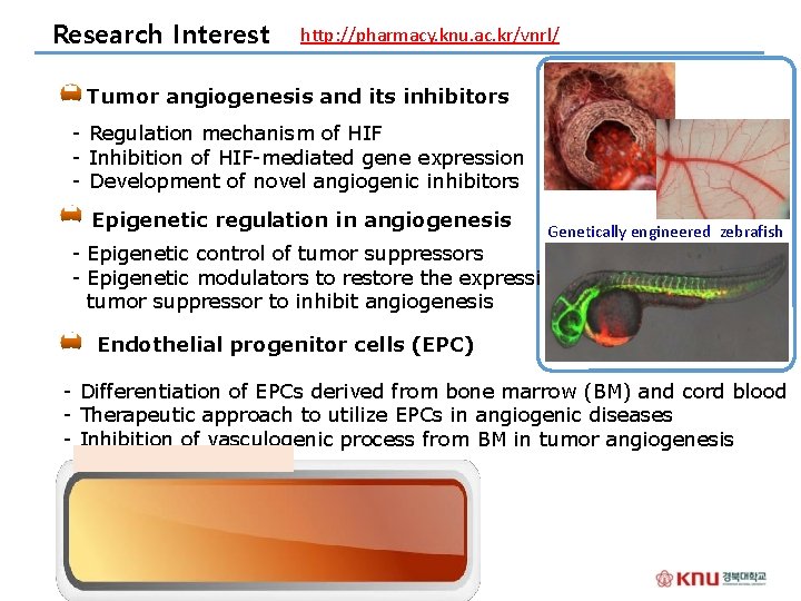 Research Interest http: //pharmacy. knu. ac. kr/vnrl/ 1 Tumor angiogenesis and its inhibitors -