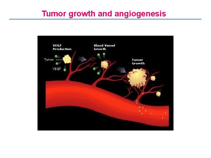 Tumor growth and angiogenesis 