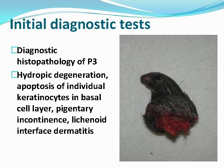 Initial diagnostic tests �Diagnostic histopathology of P 3 �Hydropic degeneration, apoptosis of individual keratinocytes