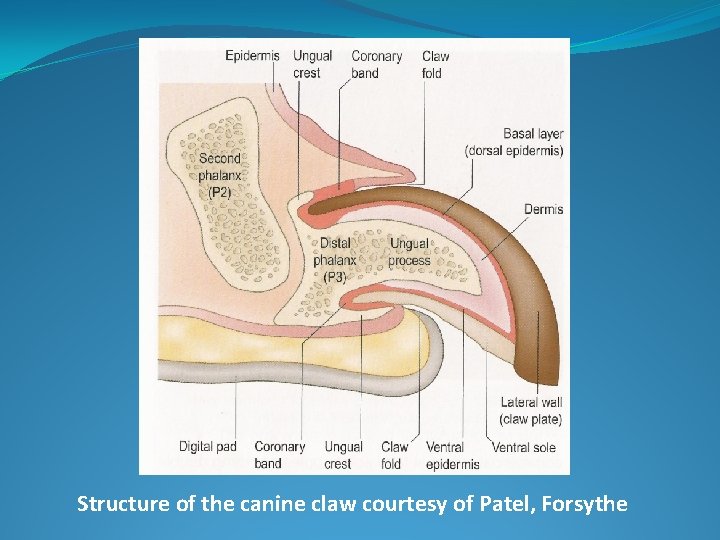 Structure of the canine claw courtesy of Patel, Forsythe 