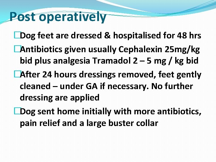 Post operatively �Dog feet are dressed & hospitalised for 48 hrs �Antibiotics given usually