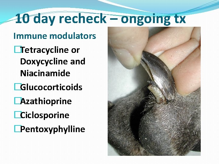 10 day recheck – ongoing tx Immune modulators �Tetracycline or Doxycycline and Niacinamide �Glucocorticoids