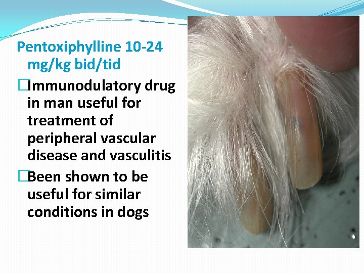 Pentoxiphylline 10 -24 mg/kg bid/tid �Immunodulatory drug in man useful for treatment of peripheral