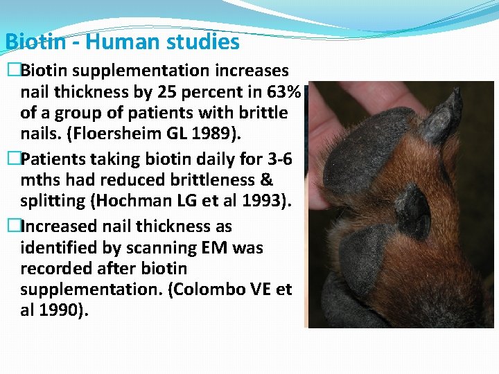 Biotin - Human studies �Biotin supplementation increases nail thickness by 25 percent in 63%