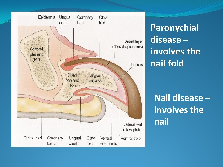 Paronychial disease – involves the nail fold Nail disease – involves the nail 