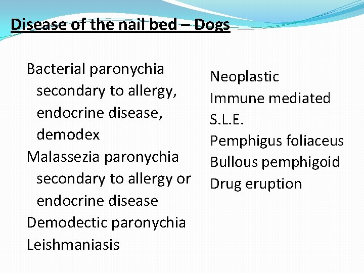 Disease of the nail bed – Dogs Bacterial paronychia secondary to allergy, endocrine disease,