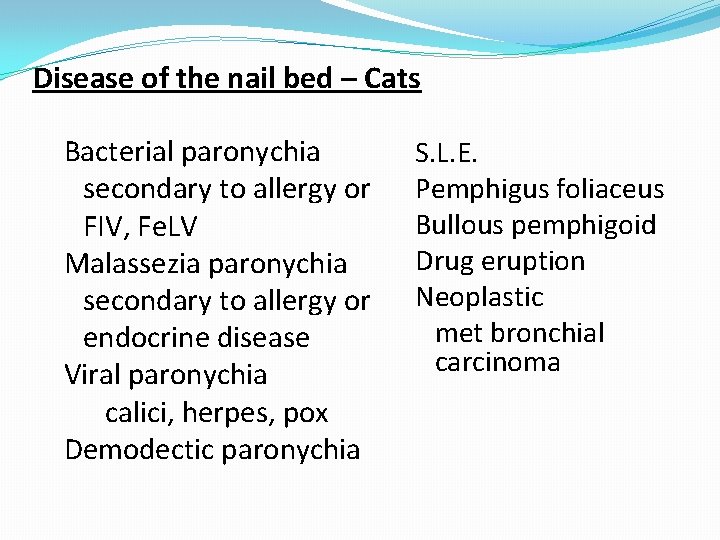 Disease of the nail bed – Cats Bacterial paronychia secondary to allergy or FIV,