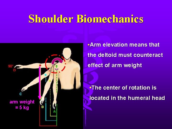 Shoulder Biomechanics • Arm elevation means that the deltoid must counteract effect of arm