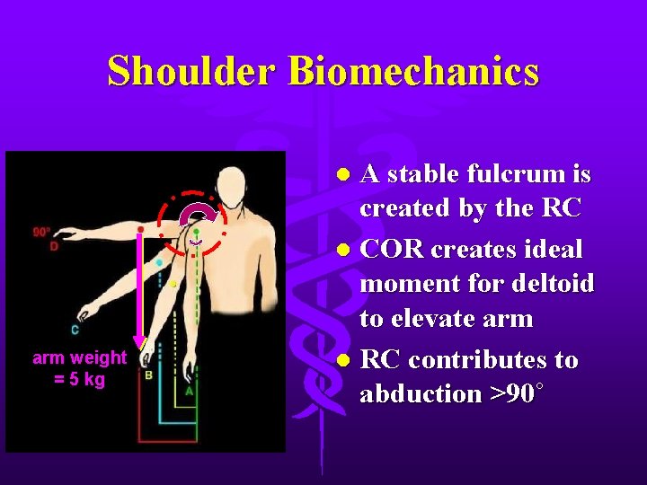 Shoulder Biomechanics A stable fulcrum is created by the RC l COR creates ideal