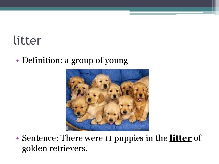 litter • Definition: a group of young • Sentence: There were 11 puppies in