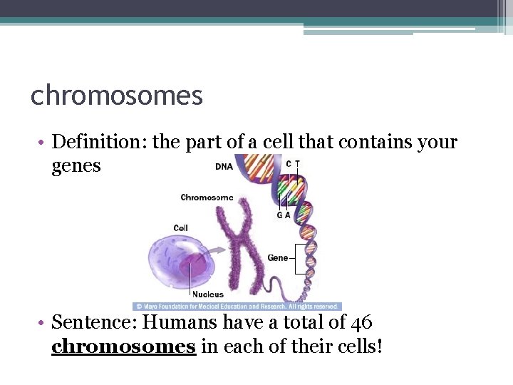 chromosomes • Definition: the part of a cell that contains your genes • Sentence: chromosomes • Definition: the part of a cell that contains your genes • Sentence: