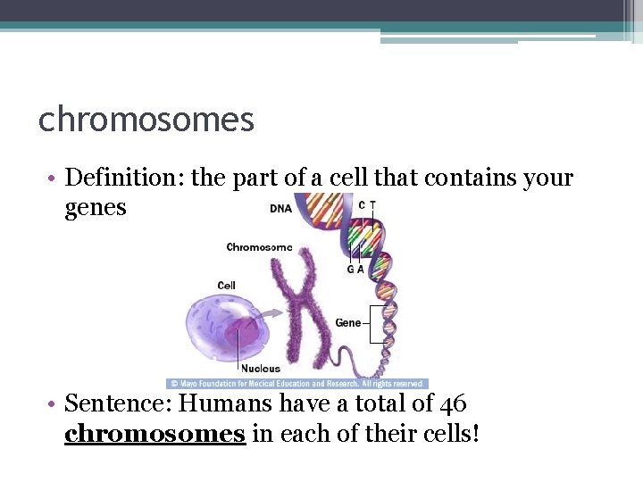 chromosomes • Definition: the part of a cell that contains your genes • Sentence: